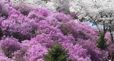 부천 봄꽃 관광주간 축제장 주변 노점 단속 용역